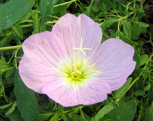 Oenothera speciosa